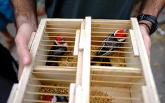 FPI flagra venda irregular de aves silvestres na feira de Arapiraca 