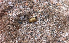 capsulas de pistola 9mm foram encontradas ao lado do corpo