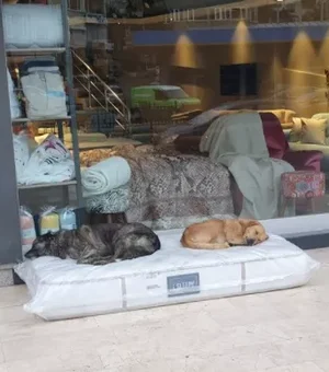 Comerciante doa colchão para cachorros dormirem em frente à sua loja