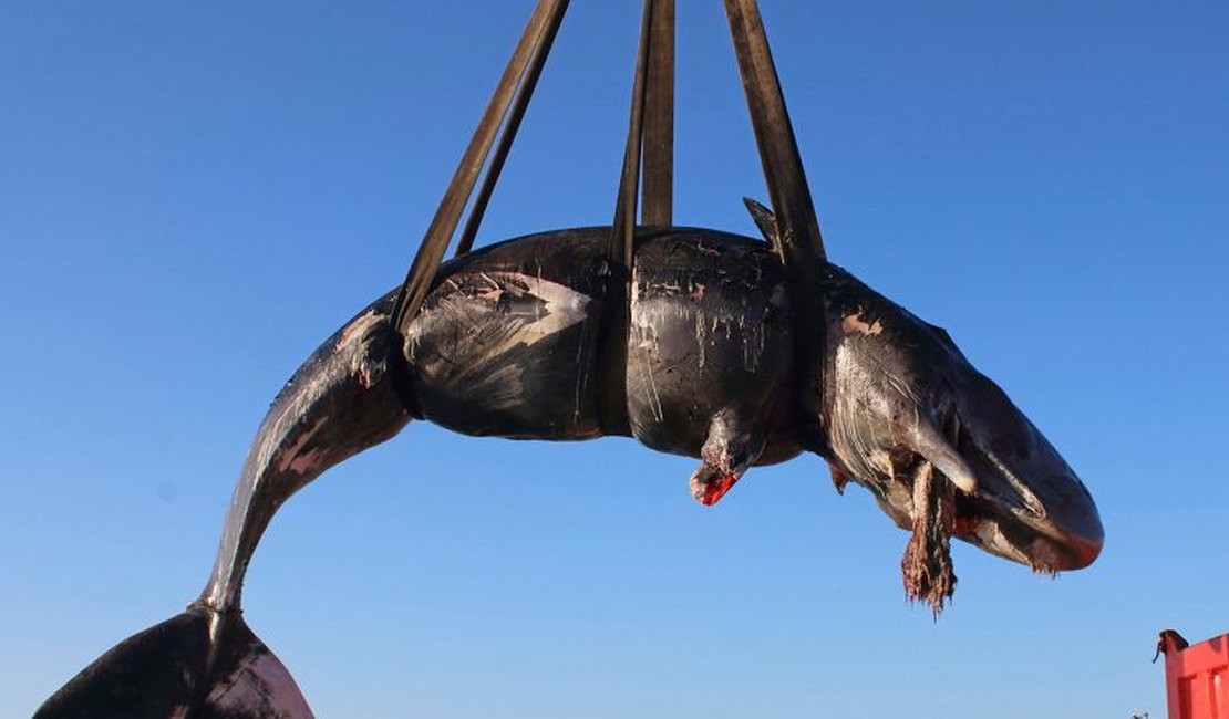 Cachalote é encontrada morta com 22 quilos de plásticos no estômago 