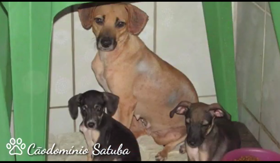 [Vídeo] Abrigo CãoDomínio Satuba precisa de doações para realizar castração de animais resgatados