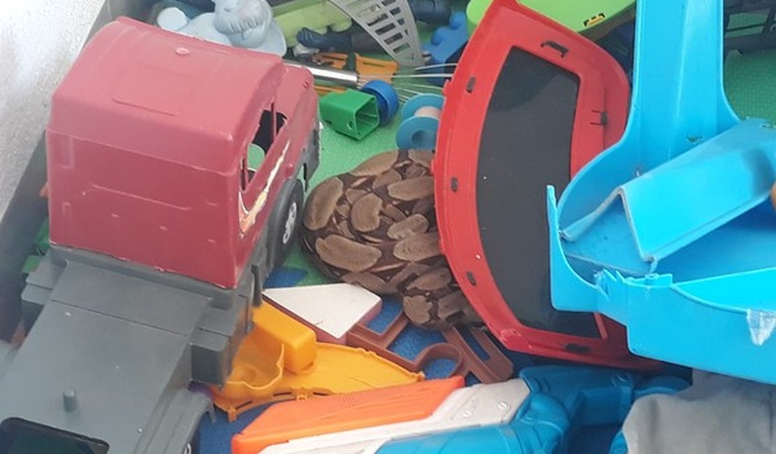 Menino de 3 anos encontra jiboia de mais de 1 metro em meio a brinquedos