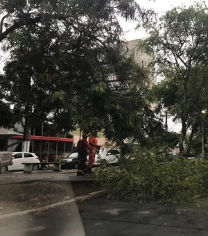 Queda de árvore deixa trânsito lento na Av. Amélia Rosa 
