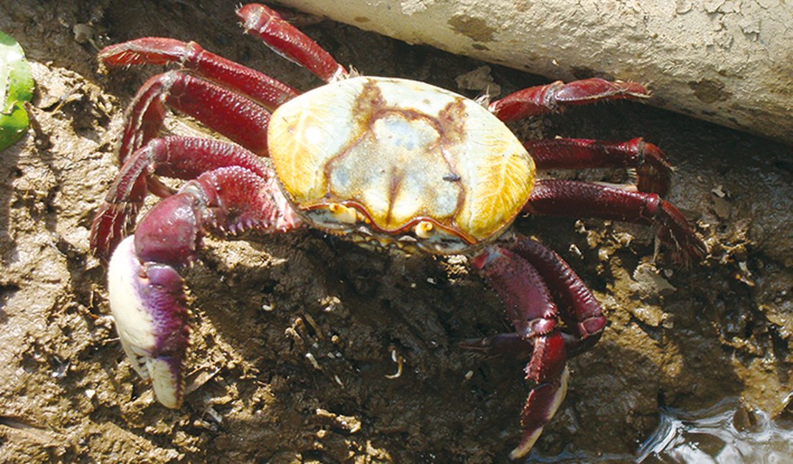 Ministério da Agricultura proíbe pesca e venda do caranguejo-uçá em Alagoas 