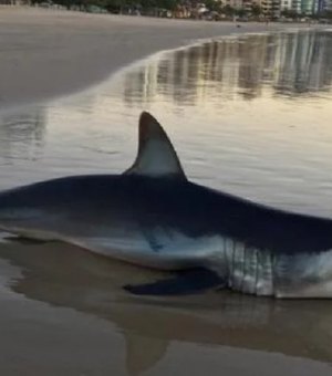 Tubarão de espécie mais rápida do mundo é encontrado morto em praia