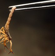 Arapiraca registra aumento de ataques de escorpião em 2019