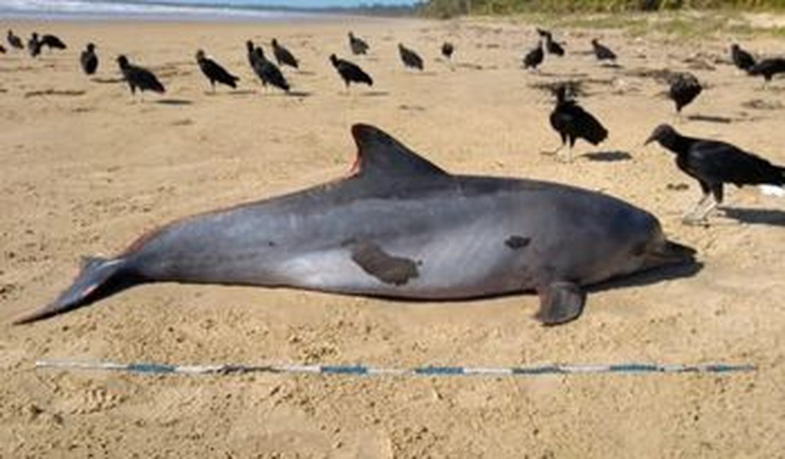Óleo não foi a causa da morte de golfinho no litoral alagoano, diz IMA