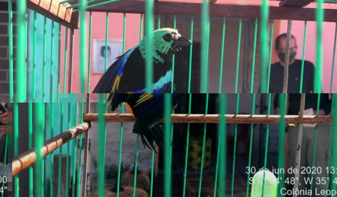 Mais de 200 pássaros são devolvidos à natureza em Murici