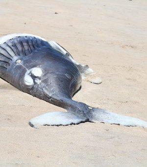Filhote de baleia jubarte é encontrado morto em Maragogi