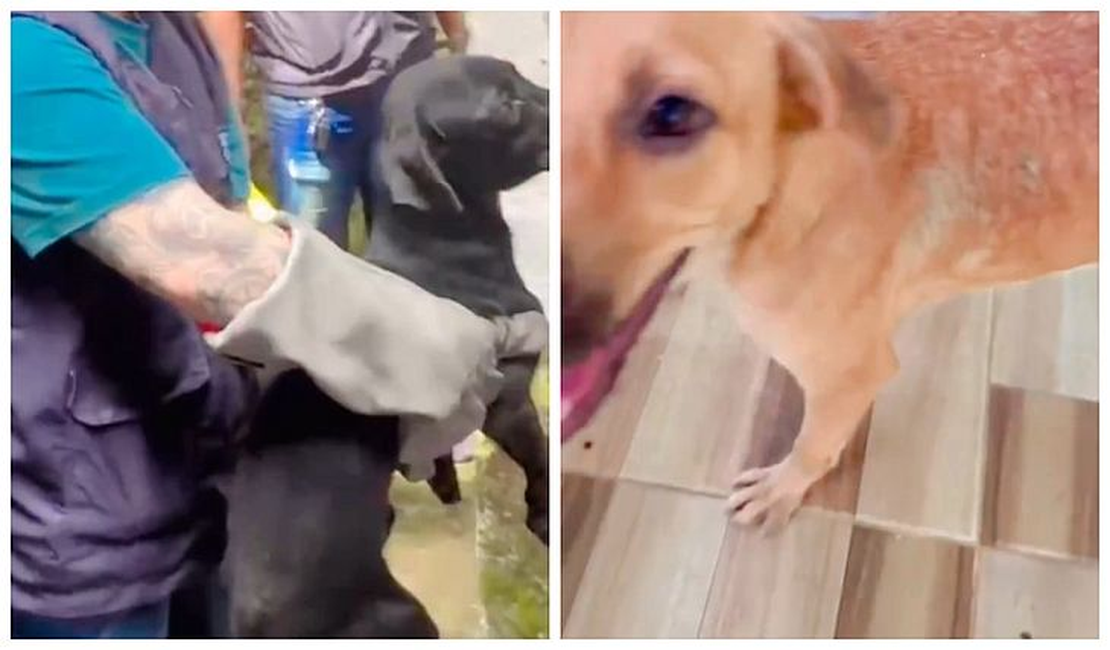 Polícia Civil resgata cães em situação de maus-tratos em Rio Largo