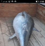 Atum de 85 kg com chip é encontrado morto em praia de Japaratinga