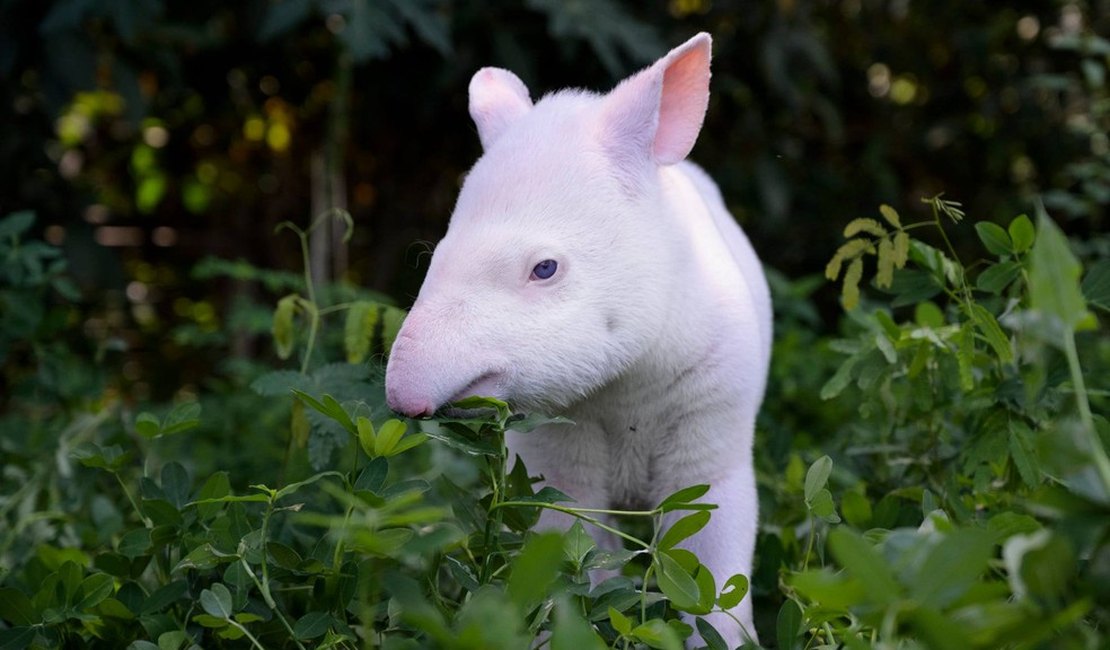 Filhote de anta albina vai contribuir para pesquisa genética sobre parentesco da espécie no interior de SP
