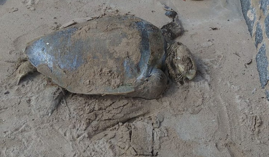 Tartaruga é encontrada morta na Praia de Barra Grande, em Maragogi