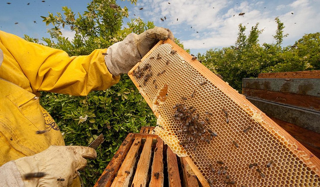 Produção de mel apoiada pela Codevasf é alternativa de renda para comunidades rurais