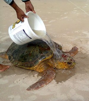Tartaruga encalhada é resgatada com vida da praia de Coruripe