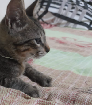 Gato com corrente  prateada é encontrado no bairro Itapoã, em Arapiraca