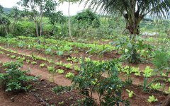 Hortaliças cultivadas nos quintais das casas de comunidades remanescentes quilombolas de Arapiraca
