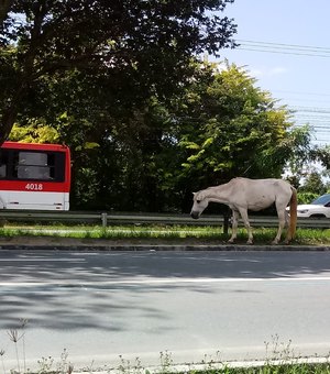 Cavalo é flagrado transitando por avenida movimentada de Maceió