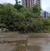 [Vídeo] Árvore tomba no Corredor Vera Arruda, após fortes chuvas em Maceió