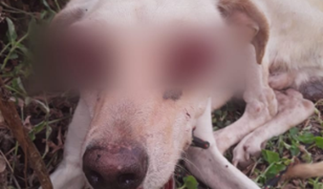 Indefeso, cachorro tem dois olhos arrancados em cidade do Sertão de Alagoas