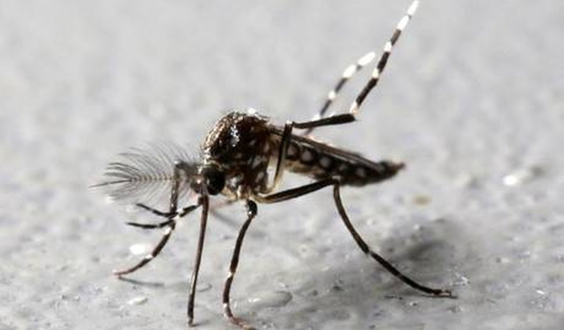 Maceió está livre de doenças transmitidas por mosquito e Arapiraca pode ter surto