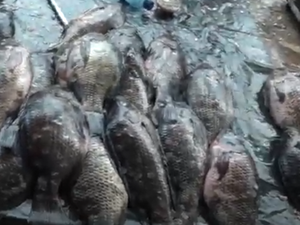[Vídeo] Semana Santa aquece venda de peixes e frutos do mar em Arapiraca