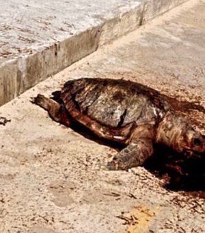 Tartaruga é encontrada morta no calçadão na Praia do Sobral