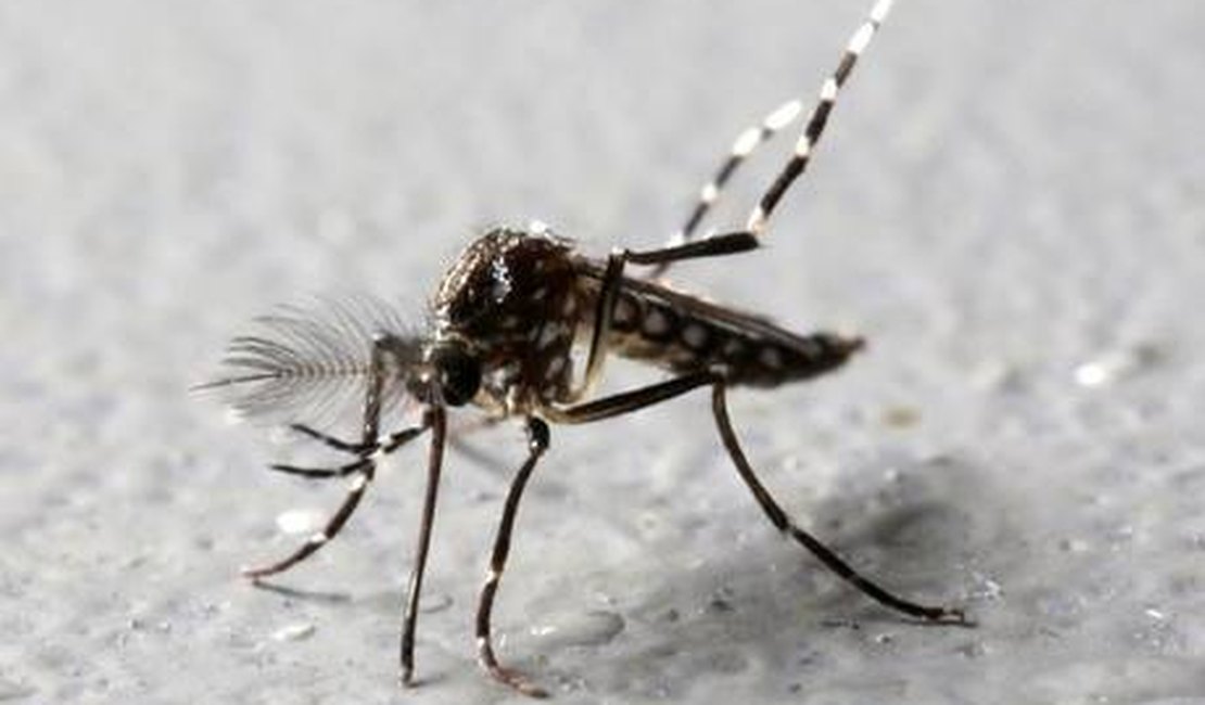 Janeiro registra aumento dos casos suspeitos de dengue em Arapiraca