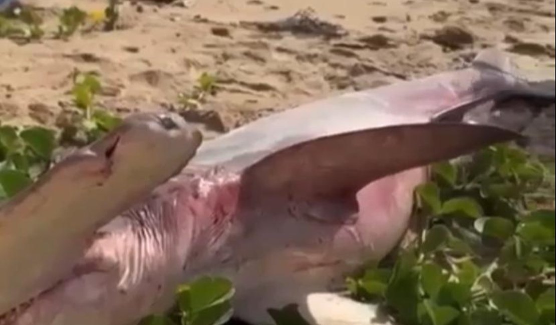 Pescador encontra tubarão-martelo morto no mar de Maragogi