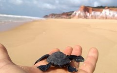 As tartarugas são uma das atrações entre as belezas do litoral alagoano