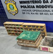 PRF prende dois homens e recupera 280 pássaros silvestres nas BRs de Alagoas