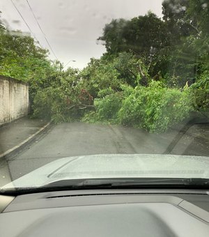 Árvore cai em rua da Gruta de Lourdes e bloqueia via 