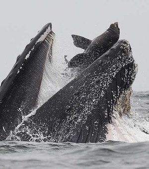 Fotógrafo registra momento em que baleia-jubarte quase engole leão-marinho