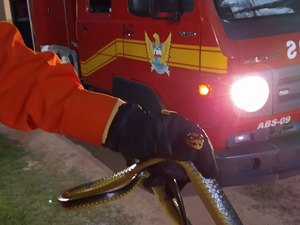 Cobra é capturada dentro de residência em Maragogi