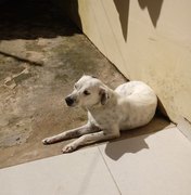 Família faz apelo para encontrar cadela de estimação em Arapiraca