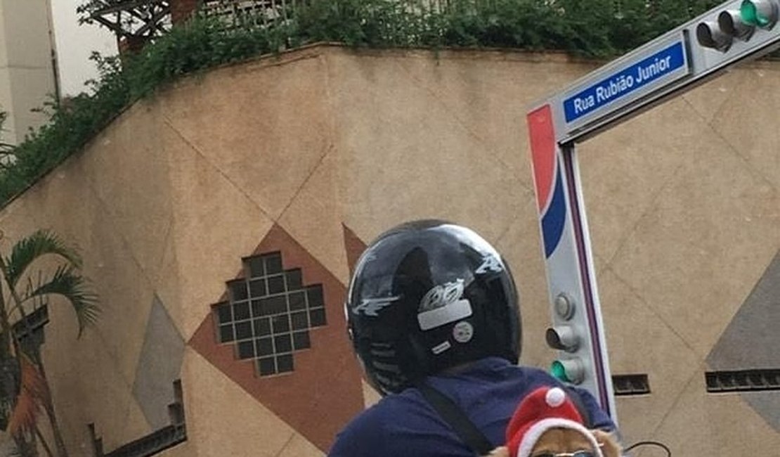 Cachorro com óculos de sol e gorro de natal no trânsito de SP viraliza nas redes sociais