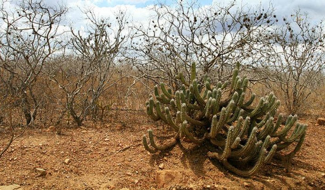 Caatinga sofre degradação crônica mesmo em áreas sem desmatamento