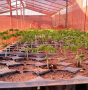 Ação de reflorestamento contabiliza mais de 30 mil mudas semeadas em Alagoas