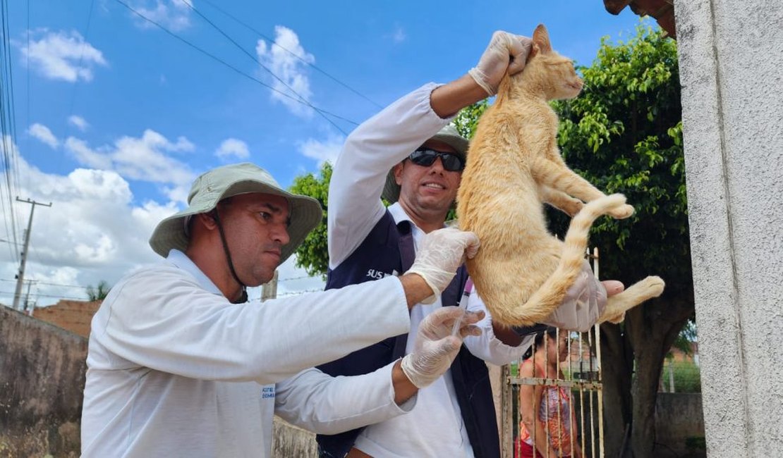 Arapiraca realiza Dia “D” de vacinação antirrábica para cães e gatos neste sábado (6)