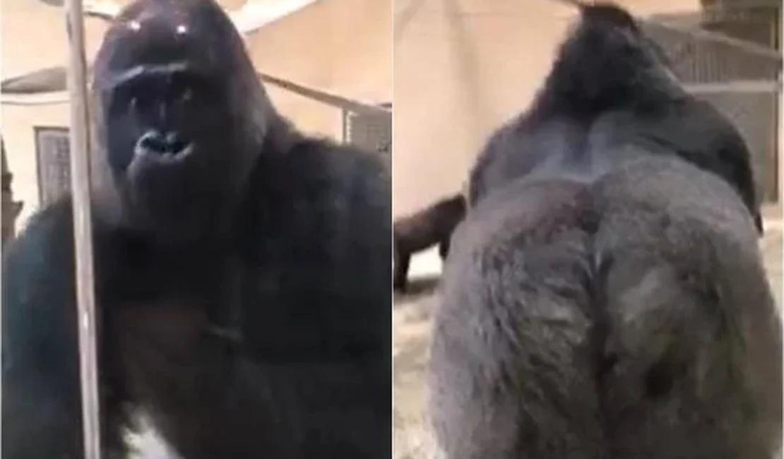 Gorila dá susto em visitantes com entrada triunfal em zoo e viraliza