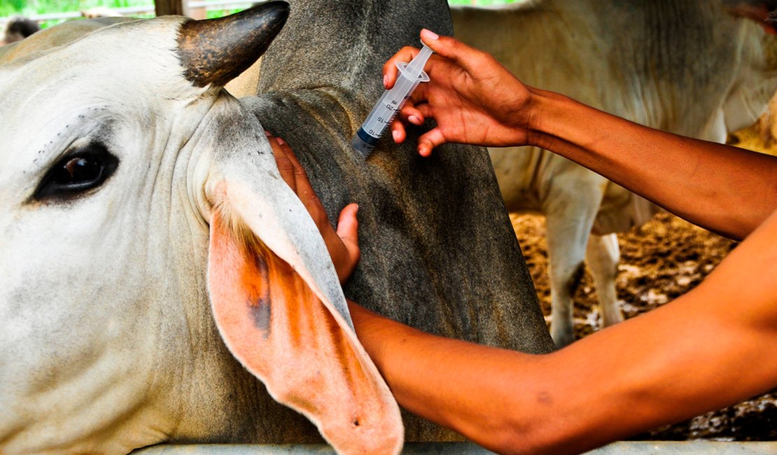 Secretaria de Agricultura informa nova data para vacinação contra aftosa