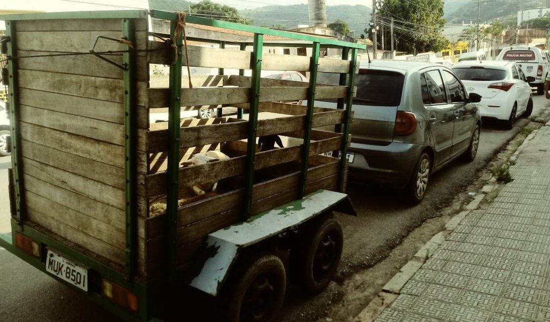 Operação no Sertão  prende quadrilha acusada de roubar gado