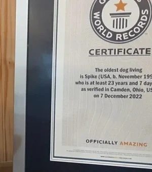 Abandonado idoso, Chihuahua de 23 anos recebe título de cachorro mais velho do mundo