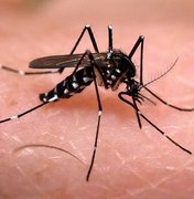 Pesquisa usa plantas da Amazônia para produzir larvicida contra o Aedes