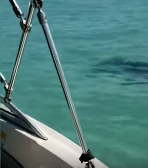 [Vídeo] Praia é fechada após tubarão-martelo rondar próximo a faixa de areia