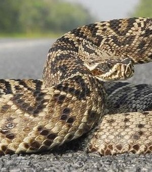 Ibama nega envolvimento com proliferação de cobras em Mata Grande
