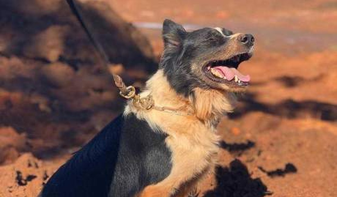 Morre cão dos bombeiros que atuou em Brumadinho e em Mariana