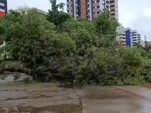[Vídeo] Árvore tomba no Corredor Vera Arruda, após fortes chuvas em Maceió