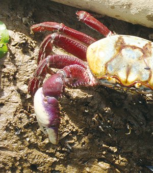 Captura do caranguejo-uçá é proibida em Alagoas e mais nove estados