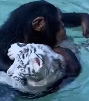 Chimpanzé resgata tigre em piscina de reserva de personagem de 'Tiger King'